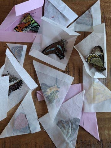Insekt Taxidermie wandmontage - Kleurenmix ongeprepareerde