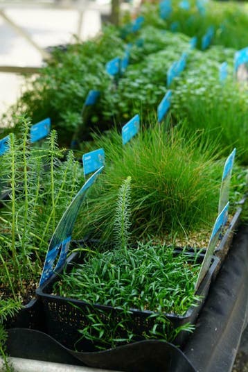 VIJVERPLANTEN GROOT ASSORTIMENT - Bij Bovis Twente, Ophalen, Nieuw, Overige typen