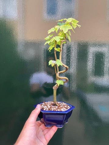 Amber - Hoogte (boom): 31 cm - Diepte (boom): 14 cm -