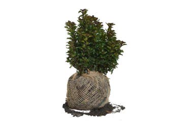 Hulst Little Rascal, Laagblijvend! Buxus-vervanger!, Tuin en Terras, Ophalen of Verzenden, Hulst, Haag, Minder dan 100 cm