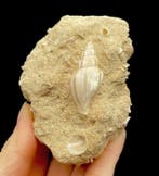 Zeeslak - Gefossiliseerde schelp (Zonder minimumprijs), Verzamelen