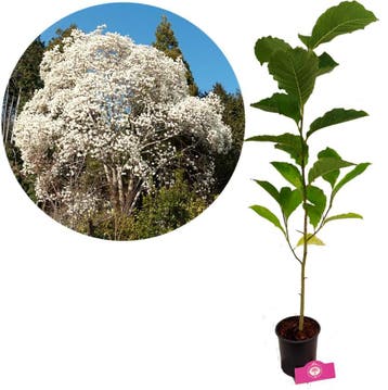 Magnolia kobus + Pot 14cm, Verzenden, Halfschaduw