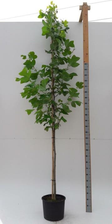 Liriodendron tulipifera hoogstam 12/14, Tuin en Terras