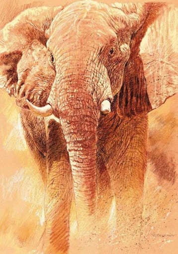Kunstdruk Renato Casaro - Elefant Study 70x100cm, Verzenden, Nieuw