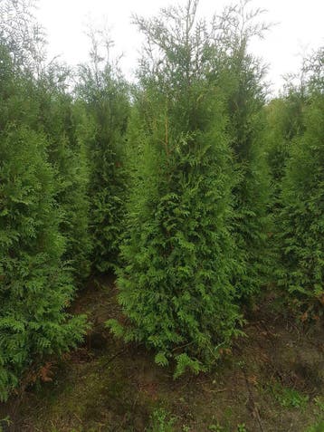 Coniferen: Thuja occidentalis Brabant 175-200 cm