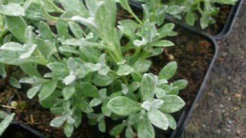 Cerastium tomentosum , hoornbloem , bodembedekker P9, Tuin en Terras, Planten | Tuinplanten, Bodembedekkers, Volle zon, Vaste plant