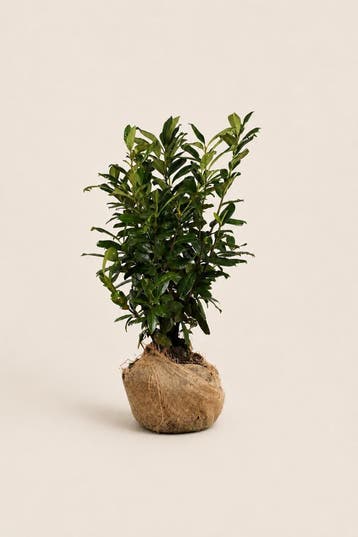 LAURIER NOVITA PALLETDEAL | 30, 80 OF 100 PLANTE, Verzenden, Laurier, Haag, Minder dan 100 cm