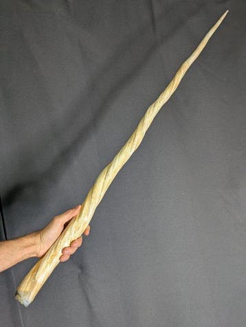 narwal Tand - REPLICA-Monodon monoceros - Museum Grade