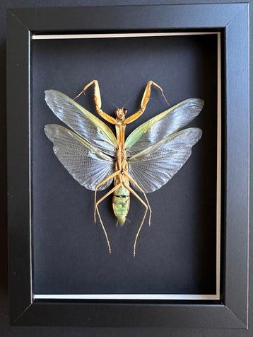 Grote Hierodula membranacea uit Indonesië (Java) -, Nieuw