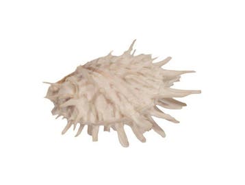 Rariteit voor verzamelaars: Witte stekel-oester (Spondylus, Antiek en Kunst
