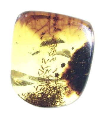 Birmese barnsteen - Barnsteen - Burmese Amber with