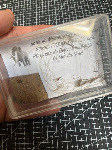 Wolharige mammoet - Fossiel fragment (Zonder minimumprijs)
