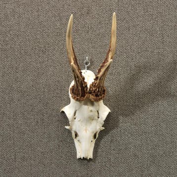 Reebok Gewei Taxidermie Opgezette Dieren By Max, Ophalen of Verzenden, Nieuw, Wild dier, Opgezet dier