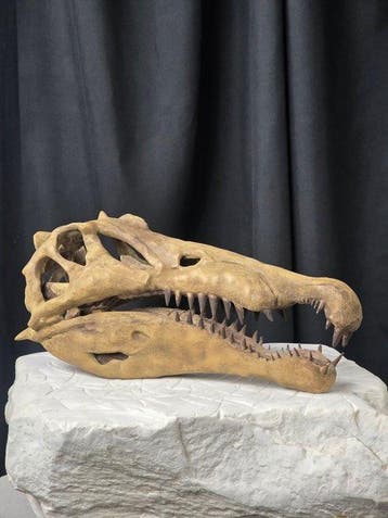 Spinosaurus aegypticus schedel – REPLICA - Fossiele schedel