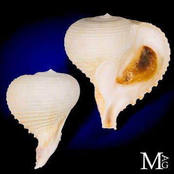 Grote Rapana rapa schelp - Muricidae -64mm!!! Zeeschelp -