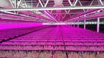 50 meter /  550W LED power groeistrip assimilatie en stu..., Nieuw