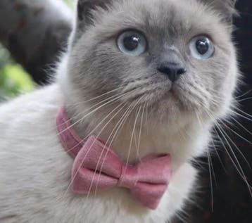 Kattenhalsband met strik Roze Velvet (Halsband Set), Dieren en Toebehoren, Ophalen of Verzenden, Nieuw