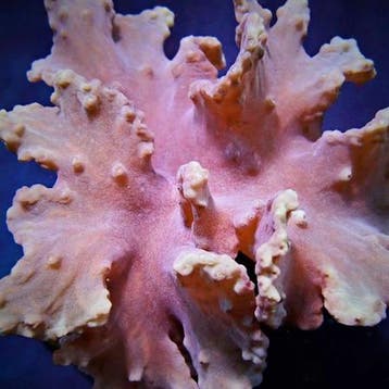 Sinularia Dura Roze (Kroepoek leder) L (Ong. 8-9 cm), Ophalen of Verzenden, Nieuw