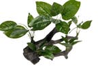 Planten op hout 28cm OS-226 - aquarium decoratie, Ophalen of Verzenden, Nieuw