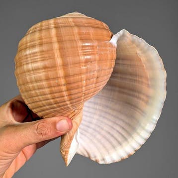 Tonna Shell Zeeschelp - Tonna dolium (Zonder minimumprijs), Verzamelen, Nieuw