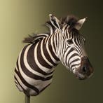 Zebra Taxidermie Opgezette Dieren By Max, Verzamelen, Dierenverzamelingen, Ophalen of Verzenden, Nieuw, Wild dier, Opgezet dier