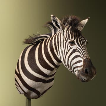 Zebra Taxidermie Opgezette Dieren By Max, Ophalen of Verzenden, Nieuw, Wild dier, Opgezet dier