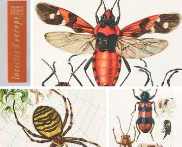 Herbert Engel [dir.] - Insectes & arachnides et myriapodes -, Antiek en Kunst