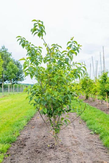 Halesia carolina meerstammig 200-250