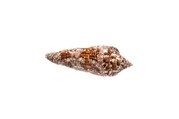 Conus bengalensis - Zeldzame Glorie van Bengal -, Verzamelen, Nieuw