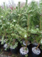 Grove den  Pinus sylvestris50-60cm hoog in pot, In pot, Halfschaduw, 400 cm of meer, Overige soorten