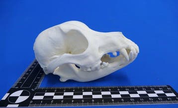 Hond Schedel - Canis familiaris - 7.5 cm - 7 cm - 13 cm-, Nieuw