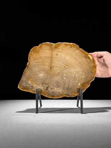 Prachtige plak versteend hout op een maatwerk standaard. -