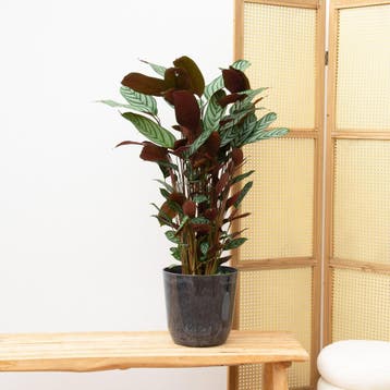 Green Bubble - Calathea Compactstar - 90cm - Ø19 cm, Huis en Inrichting, Ophalen of Verzenden