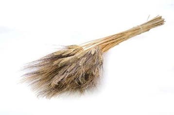 Triticum Black Wisps droogbloemen per bundel, Ophalen of Verzenden, Nieuw