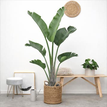 Green Bubble - Strelitzia Augusta - 180cm - Ø24-27 cm, Ophalen of Verzenden
