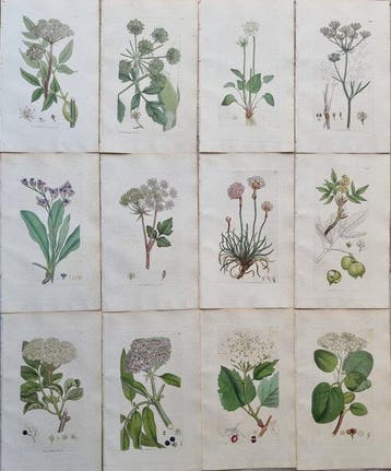 James Edward Smith / James Sowerby - Lot. of 24 sheets -