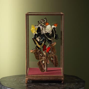 Vlinders in Vitrine Taxidermie Opgezette Dieren By Max, Ophalen of Verzenden, Nieuw, Insect, Opgezet dier