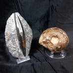 Ammoniet + Ortocera - Gefossiliseerde schelp (Zonder, Verzamelen, Mineralen en Fossielen