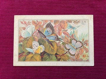 Anonymous - Cacao Van Houten - LYCÈNES - Jaren 1890
