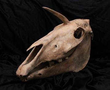 Eenhoorn Schedel - Elasmotherium - 36 cm - 50 cm - 20 cm-