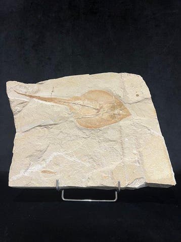 Vis - Fossiel skelet - Rhinobatos whitfieldi - 41 cm - 25 cm, Verzamelen