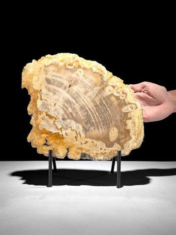 Prachtige snede van versteend hout op een op maat gemaakte