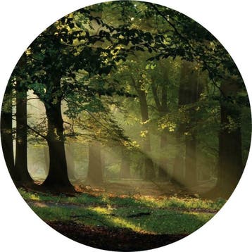 Behangcirkel Bos met zonnestralen, muurcirkel, Muurdeco4kids, Huis en Inrichting, Stoffering | Behang, Ophalen of Verzenden, Minder dan 10 m²