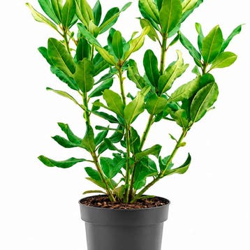 Rhododendron catawbiense Nova Zembla container (P19) Rood, Verzenden