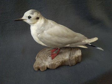 Klein. Meeuw Taxidermie volledige montage - Larus minutus -, Nieuw
