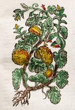 Salmon - Botanologia. The English Herbal - 1710