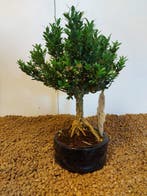 Palmboompje bonsai (Buxus sempervirens) - Hoogte (boom): 22