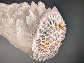 Venus’ bloemmandjespons met symbiotische garnalen Skelet -, Nieuw