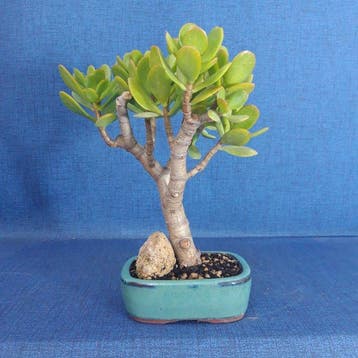 Jade bonsai (Crassula/Portulacaria) - Hoogte (boom): 23 cm -