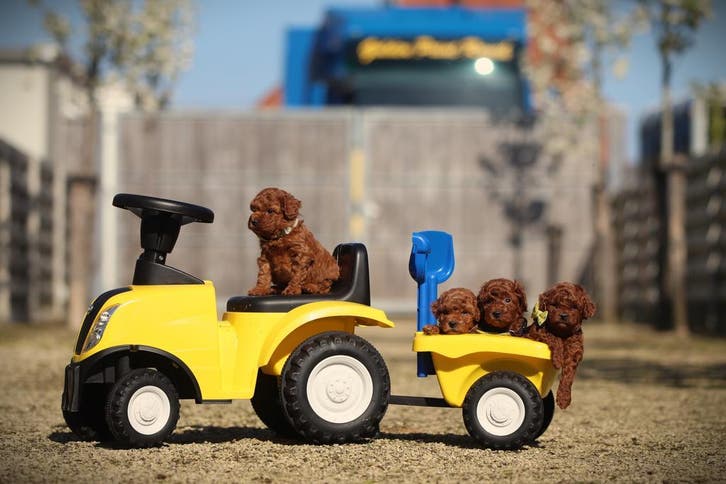 Dwergpoedel - Toypoedel, Dieren en Toebehoren, Honden | Chihuahua's en Gezelschapshonden, Meerdere, Meerdere dieren, CDV (hondenziekte)